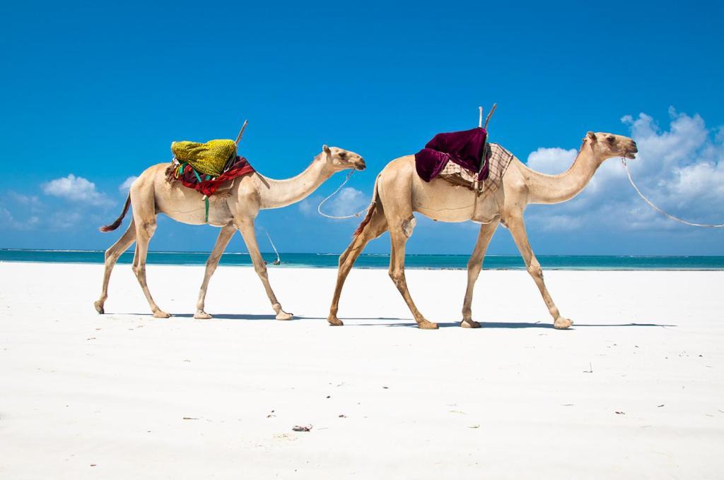 Mbili Kuwili Studio Suites Diani Beach Esterno foto